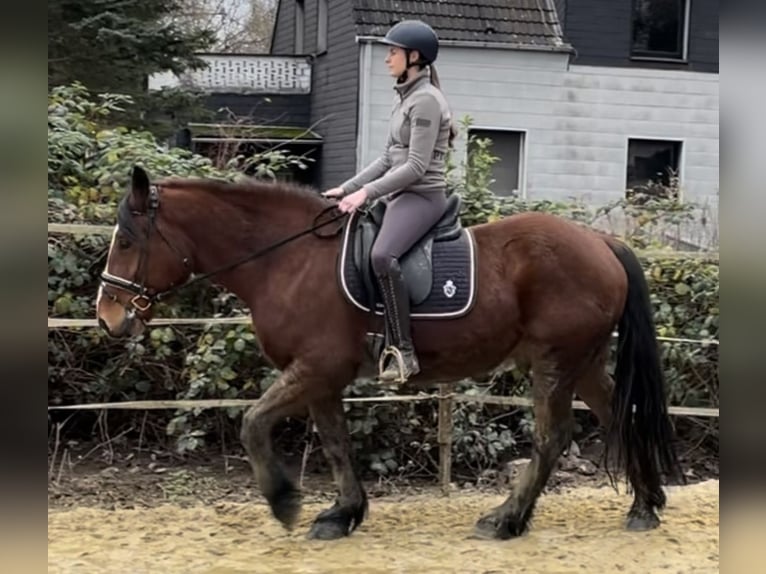 Warmblood polaco Caballo castrado 10 años 155 cm Castaño in Oberhausen