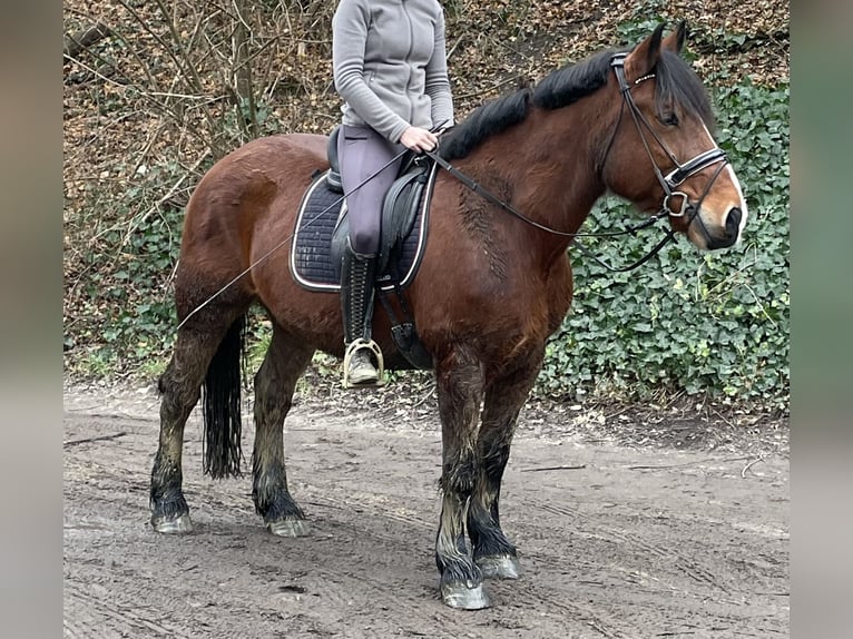 Warmblood polaco Caballo castrado 10 años 155 cm Castaño in Oberhausen