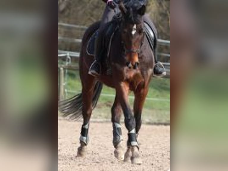 Warmblood polaco Caballo castrado 10 años 165 cm Castaño in Schwabach