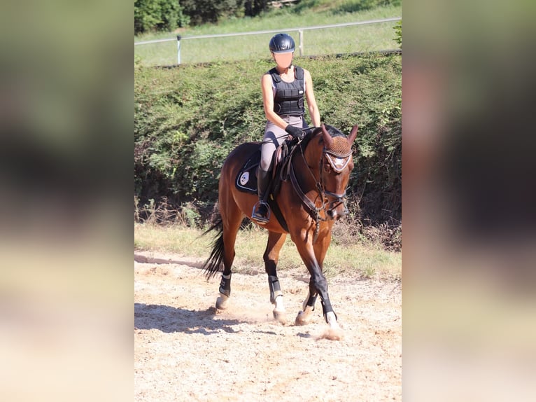 Warmblood polaco Caballo castrado 10 años 165 cm Castaño in Schwabach