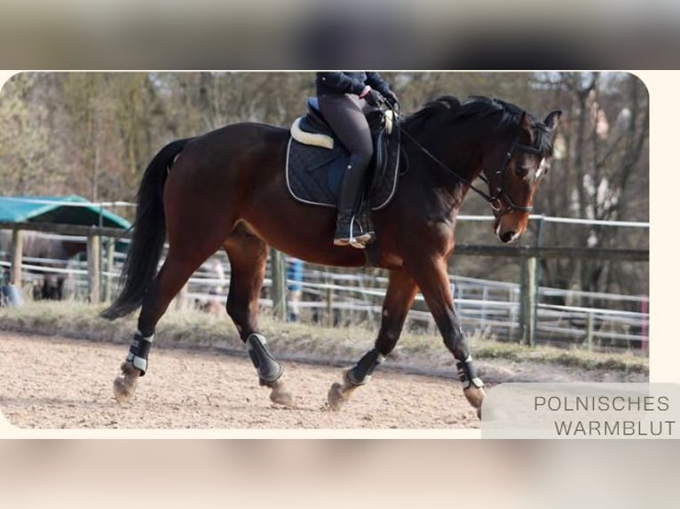 Warmblood polaco Caballo castrado 10 años 165 cm Castaño in Schwabach