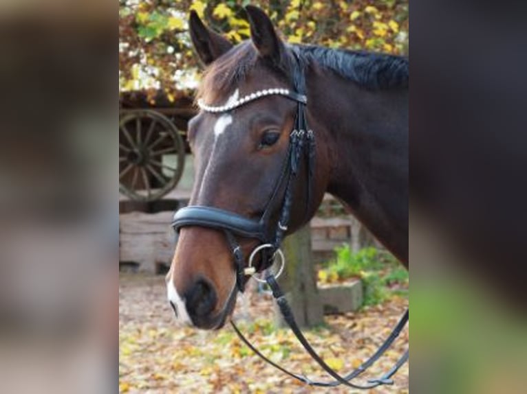 Warmblood polaco Caballo castrado 10 años 165 cm Castaño in Schwabach