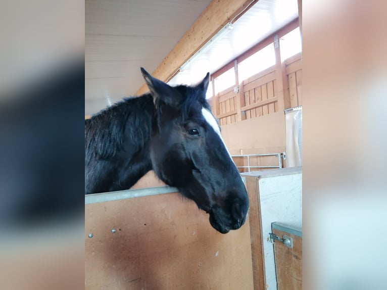 Warmblood polaco Caballo castrado 10 años 165 cm Negro in Leutkirch im Allgäu