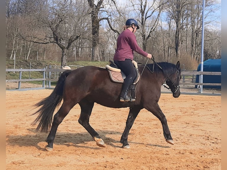 Warmblood polaco Caballo castrado 10 años 165 cm Negro in Leutkirch im Allgäu