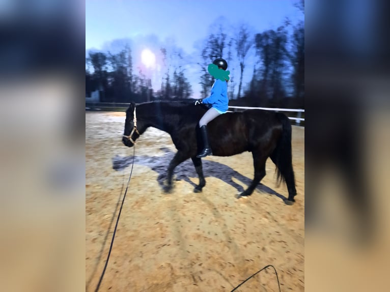 Warmblood polaco Caballo castrado 10 años 165 cm Negro in Leutkirch im Allgäu