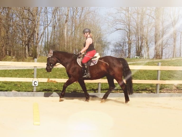 Warmblood polaco Caballo castrado 10 años 165 cm Negro in Leutkirch im Allgäu