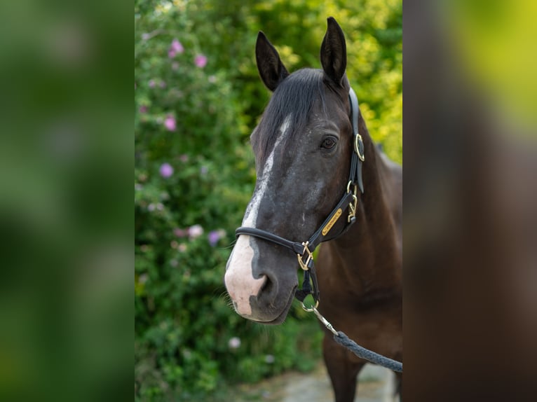 Warmblood polaco Caballo castrado 10 años 165 cm Negro in Zendorf