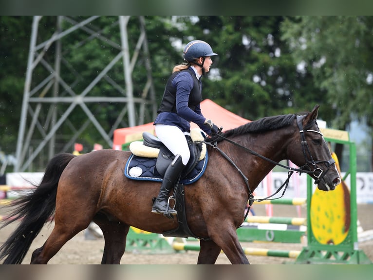 Warmblood polaco Caballo castrado 10 años 165 cm Negro in Zendorf