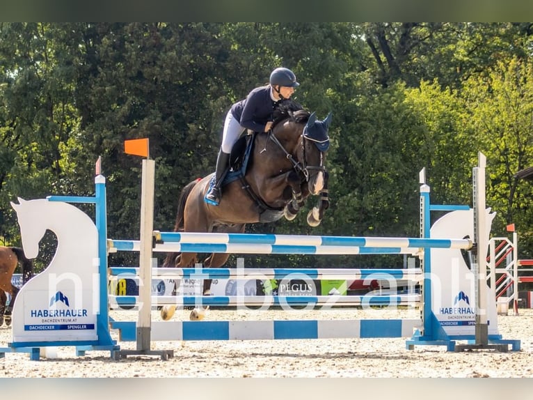 Warmblood polaco Caballo castrado 10 años 165 cm Negro in Zendorf