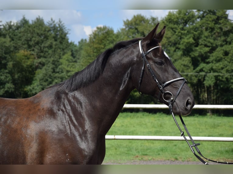 Warmblood polaco Caballo castrado 10 años 167 cm Negro in Che&#x142;mno