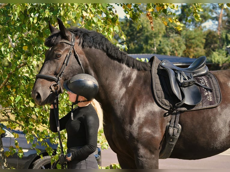 Warmblood polaco Caballo castrado 10 años 168 cm Negro in Wahlitz