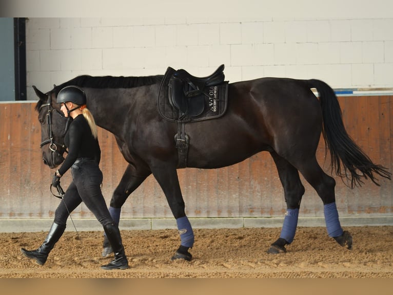 Warmblood polaco Caballo castrado 10 años 168 cm Negro in Wahlitz