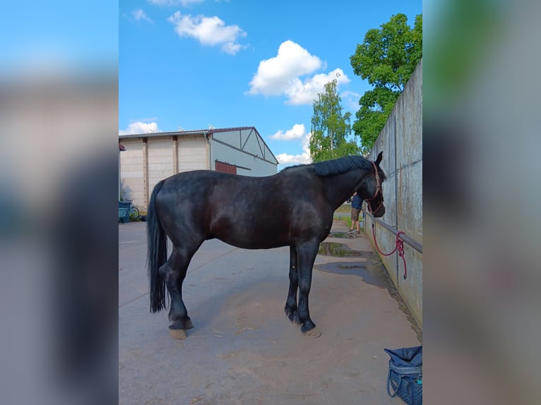 Warmblood polaco Caballo castrado 10 años 168 cm Negro in Wahlitz