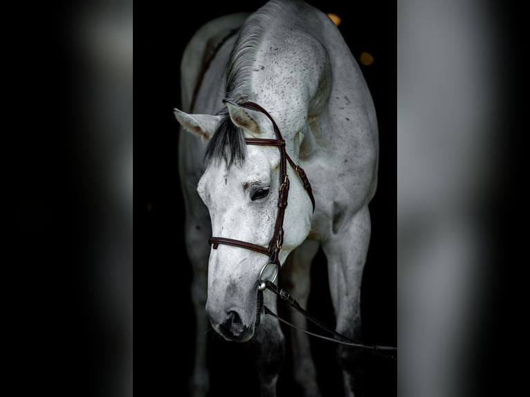 Warmblood polaco Caballo castrado 10 años 168 cm Tordo in jakubowice