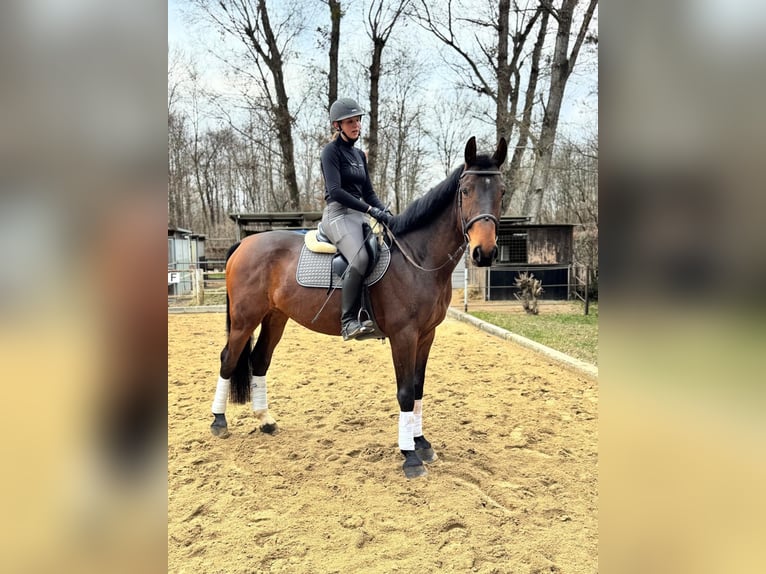 Warmblood polaco Caballo castrado 10 años 169 cm Castaño in Wien