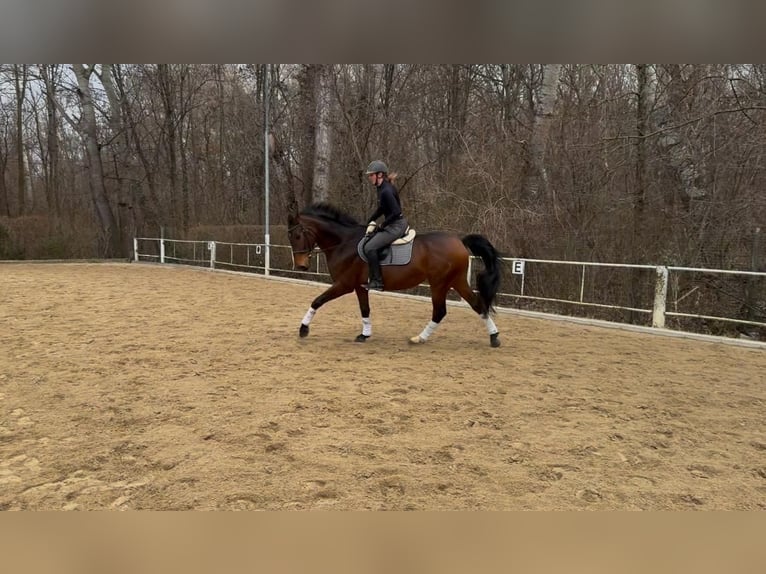 Warmblood polaco Caballo castrado 10 años 169 cm Castaño in Wien