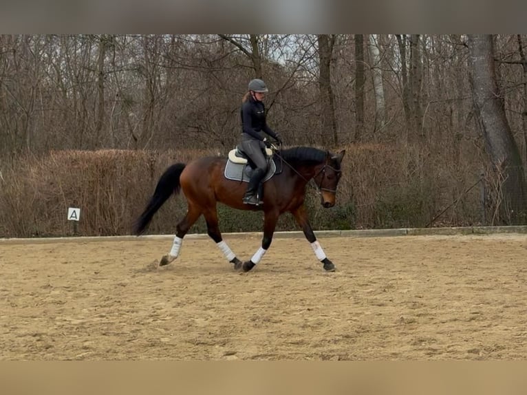 Warmblood polaco Caballo castrado 10 años 169 cm Castaño in Wien