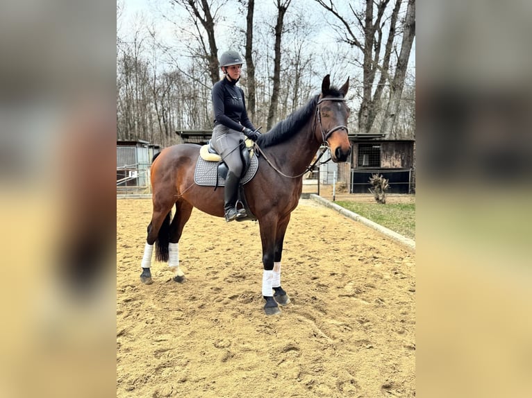 Warmblood polaco Caballo castrado 10 años 169 cm Castaño in Wien