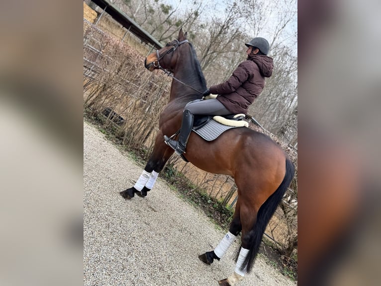 Warmblood polaco Caballo castrado 10 años 169 cm Castaño in Wien