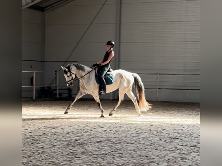 Warmblood polaco Caballo castrado 10 años 169 cm Tordo in Warszawa