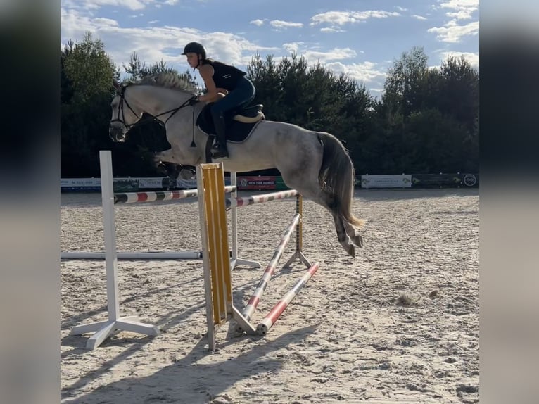 Warmblood polaco Caballo castrado 10 años 169 cm Tordo in Warszawa