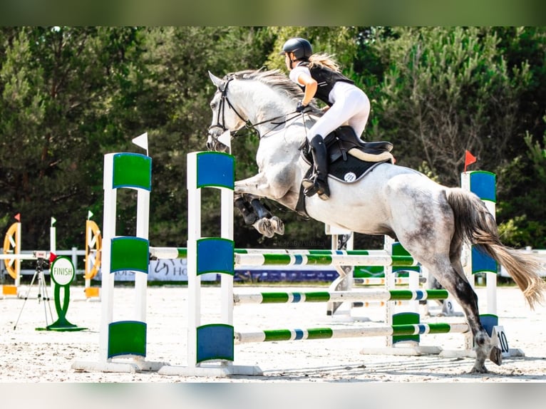 Warmblood polaco Caballo castrado 10 años 169 cm Tordo in Warszawa