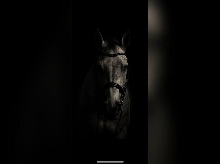 Warmblood polaco Caballo castrado 10 años 169 cm Tordo picazo in Ingolstadt