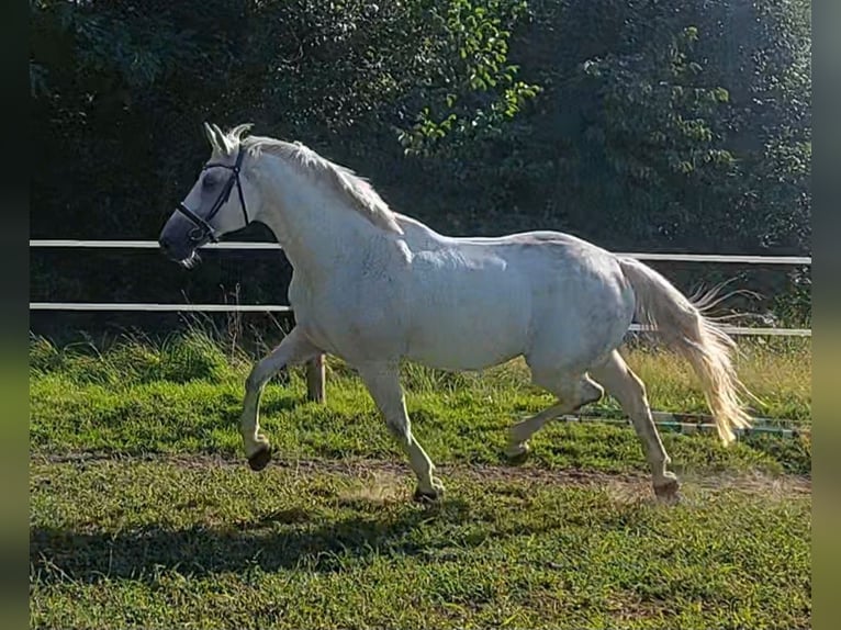 Warmblood polaco Caballo castrado 10 años 170 cm Tordo picazo in Wadowice