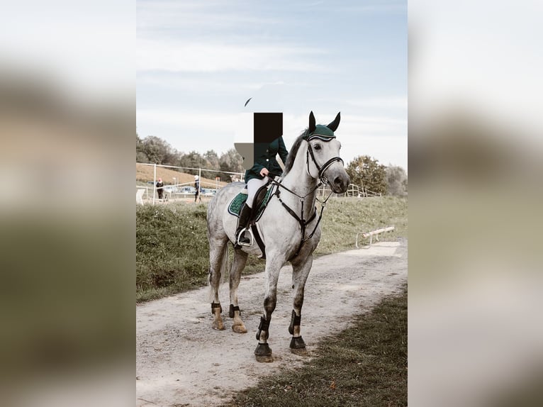 Warmblood polaco Caballo castrado 10 años 170 cm Tordo picazo in Wadowice