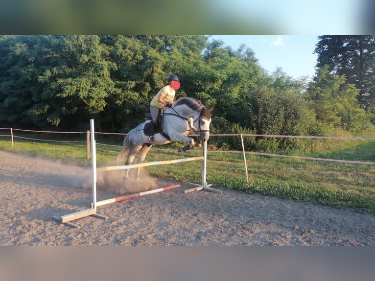 Warmblood polaco Caballo castrado 10 años 170 cm Tordo picazo in Wadowice