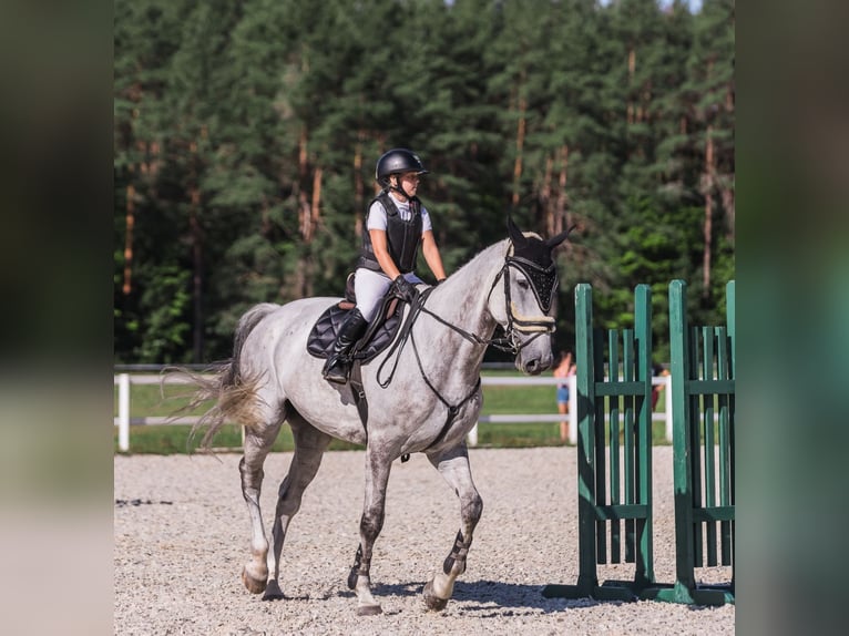 Warmblood polaco Caballo castrado 10 años 185 cm Tordo in Rukla