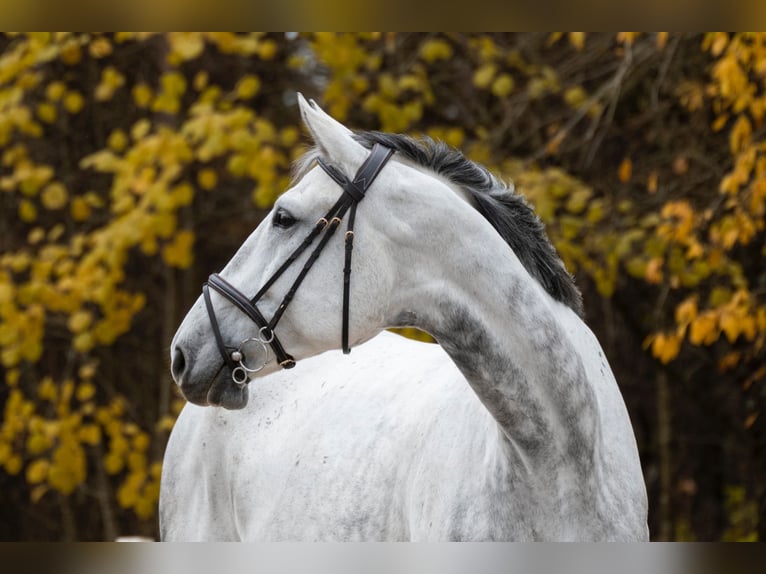 Warmblood polaco Caballo castrado 10 años 185 cm Tordo in Rukla