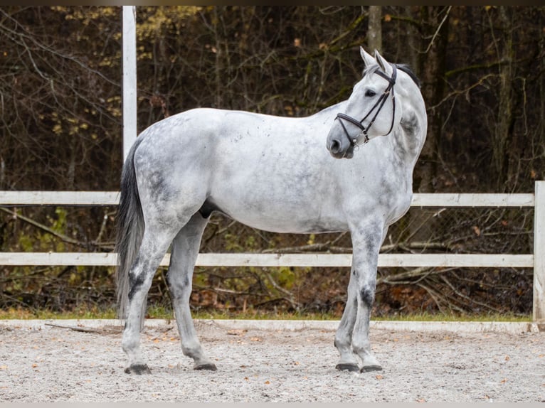 Warmblood polaco Caballo castrado 10 años 185 cm Tordo in Rukla