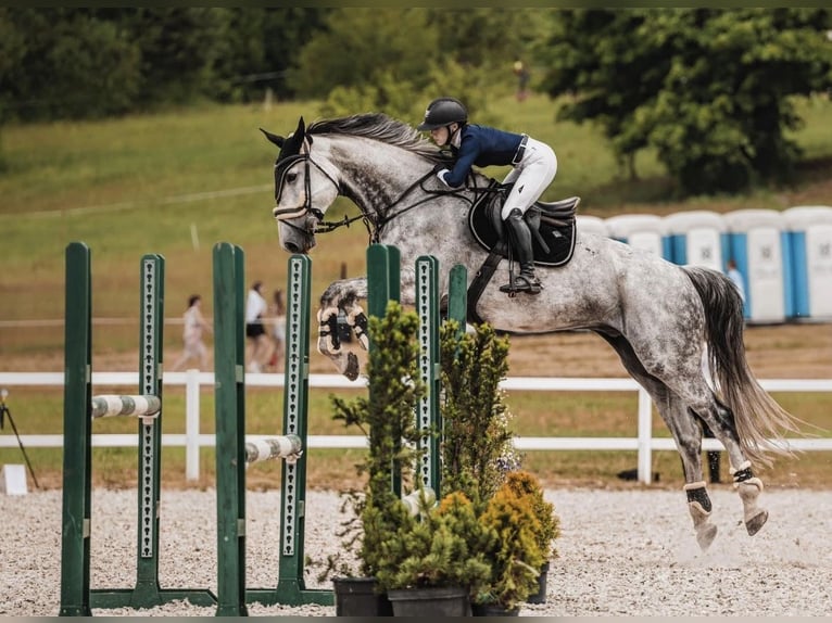 Warmblood polaco Caballo castrado 10 años 185 cm Tordo in Rukla