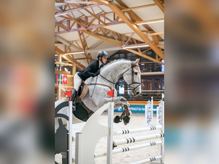 Warmblood polaco Caballo castrado 10 años 185 cm Tordo in Rukla