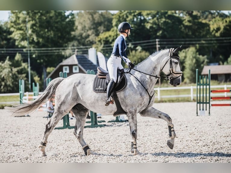 Warmblood polaco Caballo castrado 10 años 185 cm Tordo in Rukla