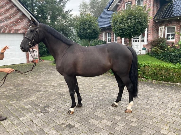 Warmblood polaco Caballo castrado 10 años Castaño oscuro in Someren