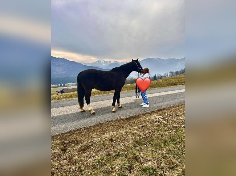 Warmblood polaco Caballo castrado 11 años 160 cm Castaño oscuro in Loibichl