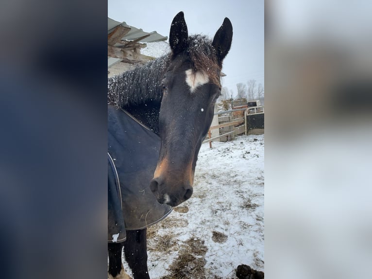 Warmblood polaco Caballo castrado 11 años 160 cm Castaño oscuro in Loibichl