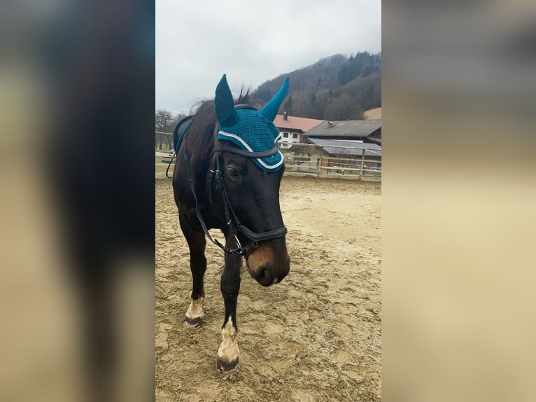 Warmblood polaco Caballo castrado 11 años 160 cm Castaño oscuro in Loibichl