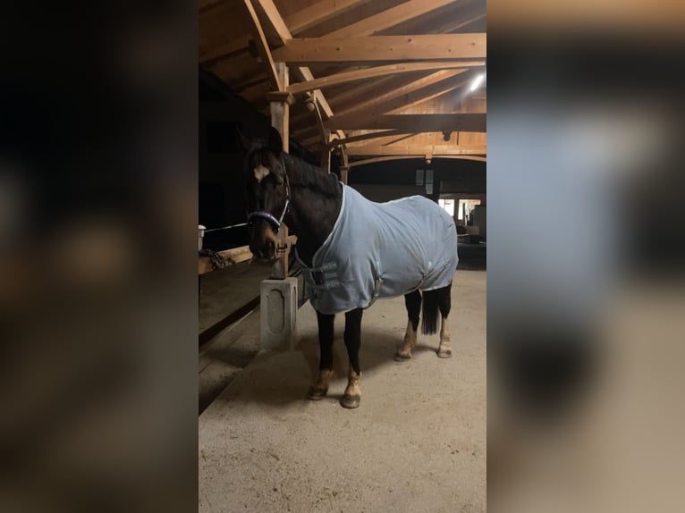 Warmblood polaco Caballo castrado 11 años 160 cm Castaño oscuro in Loibichl