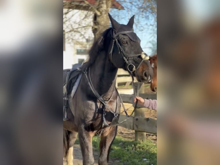 Warmblood polaco Caballo castrado 11 años 160 cm Castaño oscuro in Loibichl