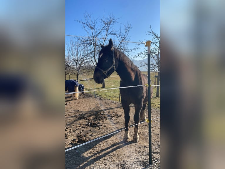 Warmblood polaco Caballo castrado 11 años 160 cm Castaño oscuro in Loibichl