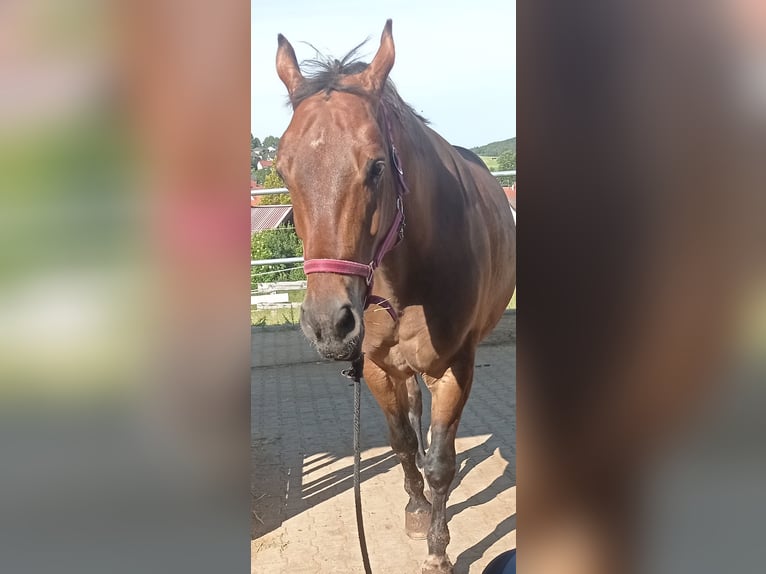 Warmblood polaco Caballo castrado 11 años 165 cm Castaño in Pfullingen