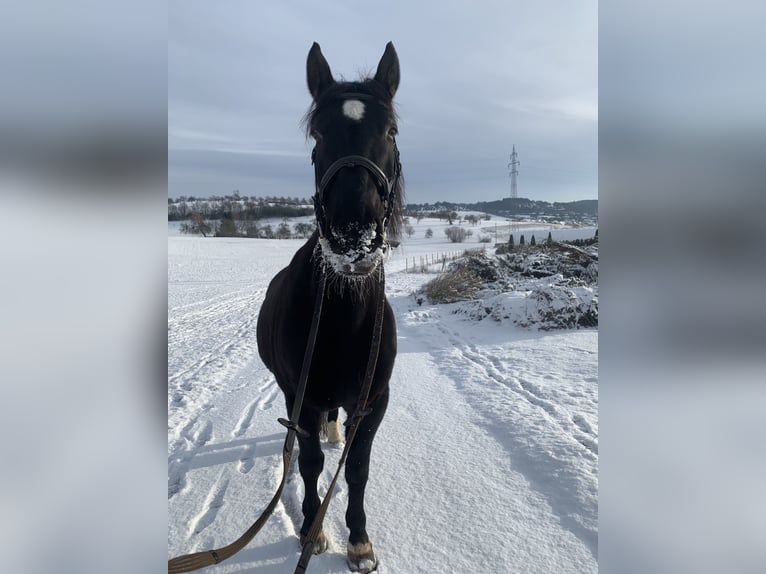 Warmblood polaco Caballo castrado 11 años 165 cm Negro in Wildberg