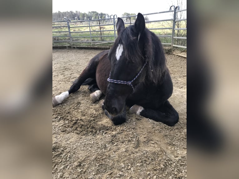 Warmblood polaco Caballo castrado 11 años 165 cm Negro in Wildberg