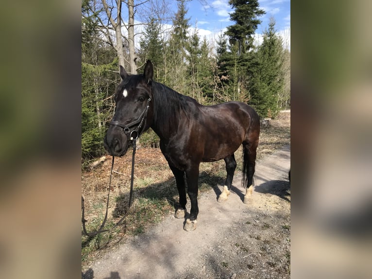 Warmblood polaco Caballo castrado 11 años 165 cm Negro in Wildberg