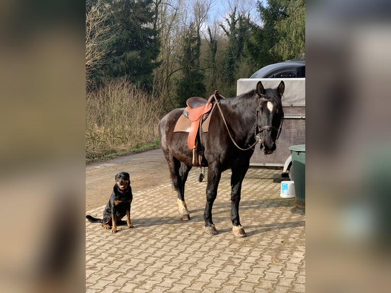 Warmblood polaco Caballo castrado 11 años 165 cm Negro in Wildberg