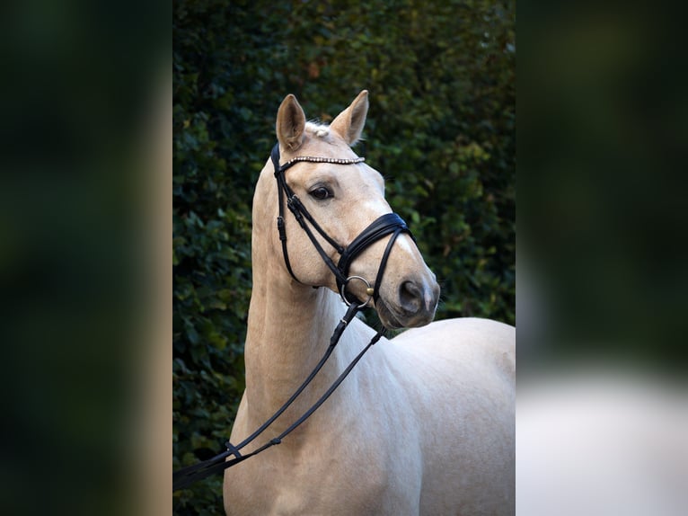 Warmblood polaco Caballo castrado 11 años 165 cm Palomino in Gehrden