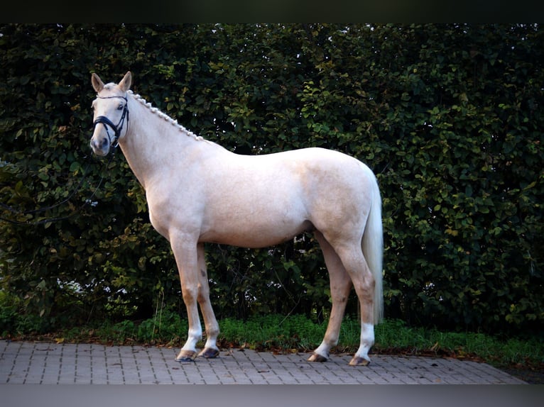 Warmblood polaco Caballo castrado 11 años 165 cm Palomino in Gehrden